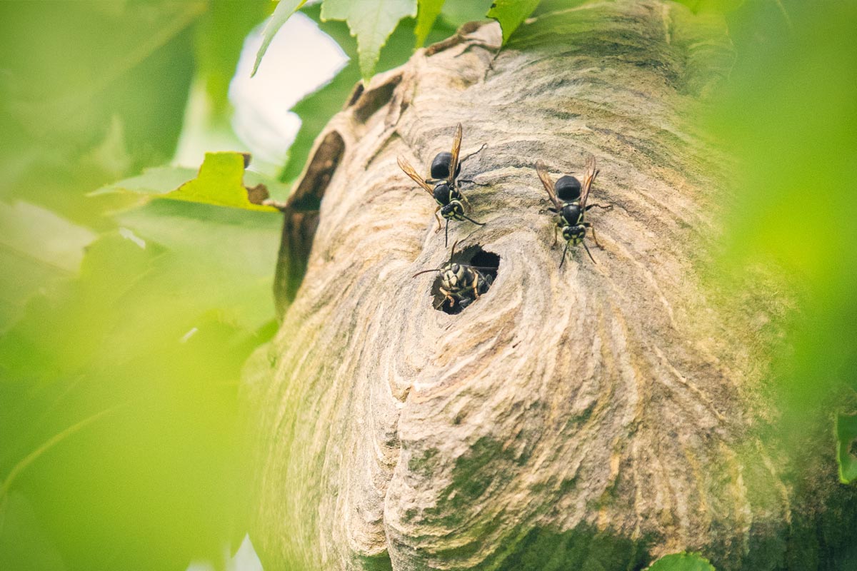Bald-Faced hornets in hive