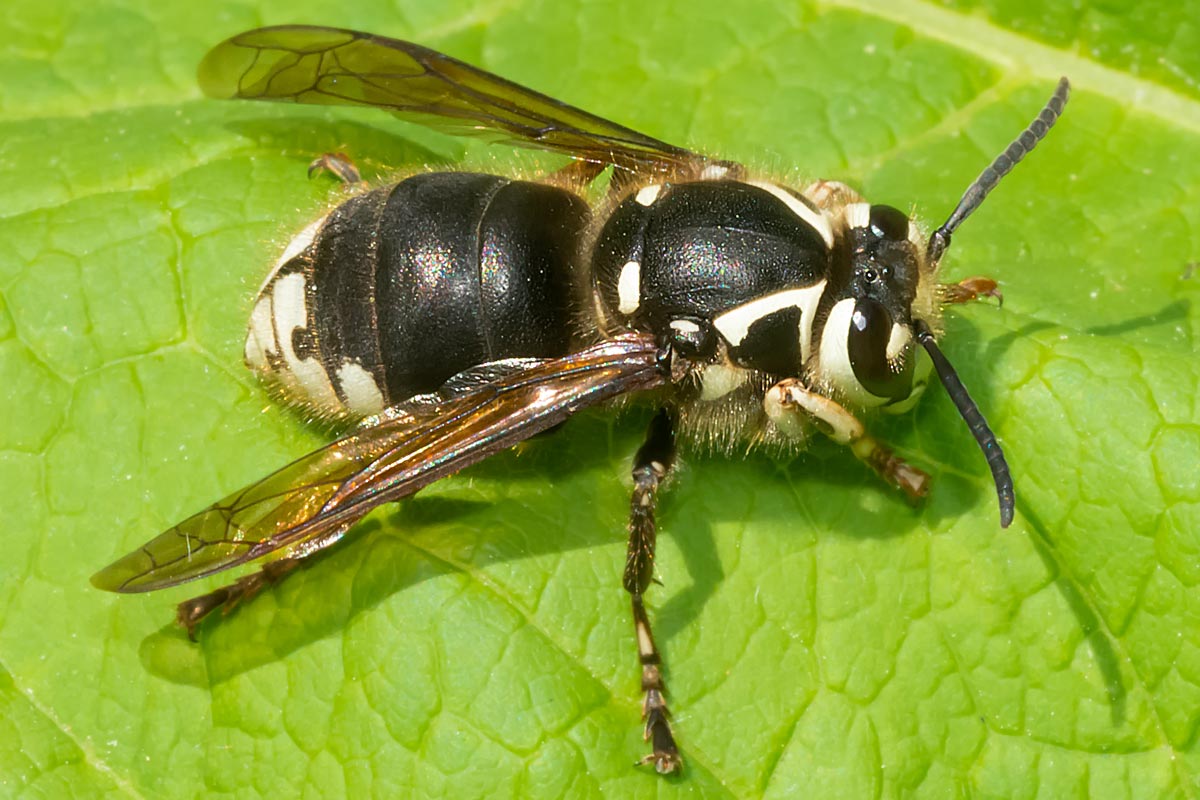 Bald-faced Hornet queen is resting on a green leaf