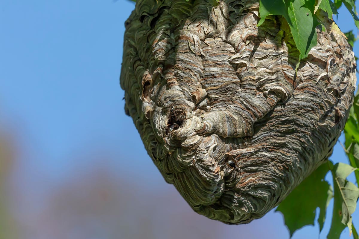 Bald-faced hornet ( Dolichovespula maculata ) Nest on a tree in the park