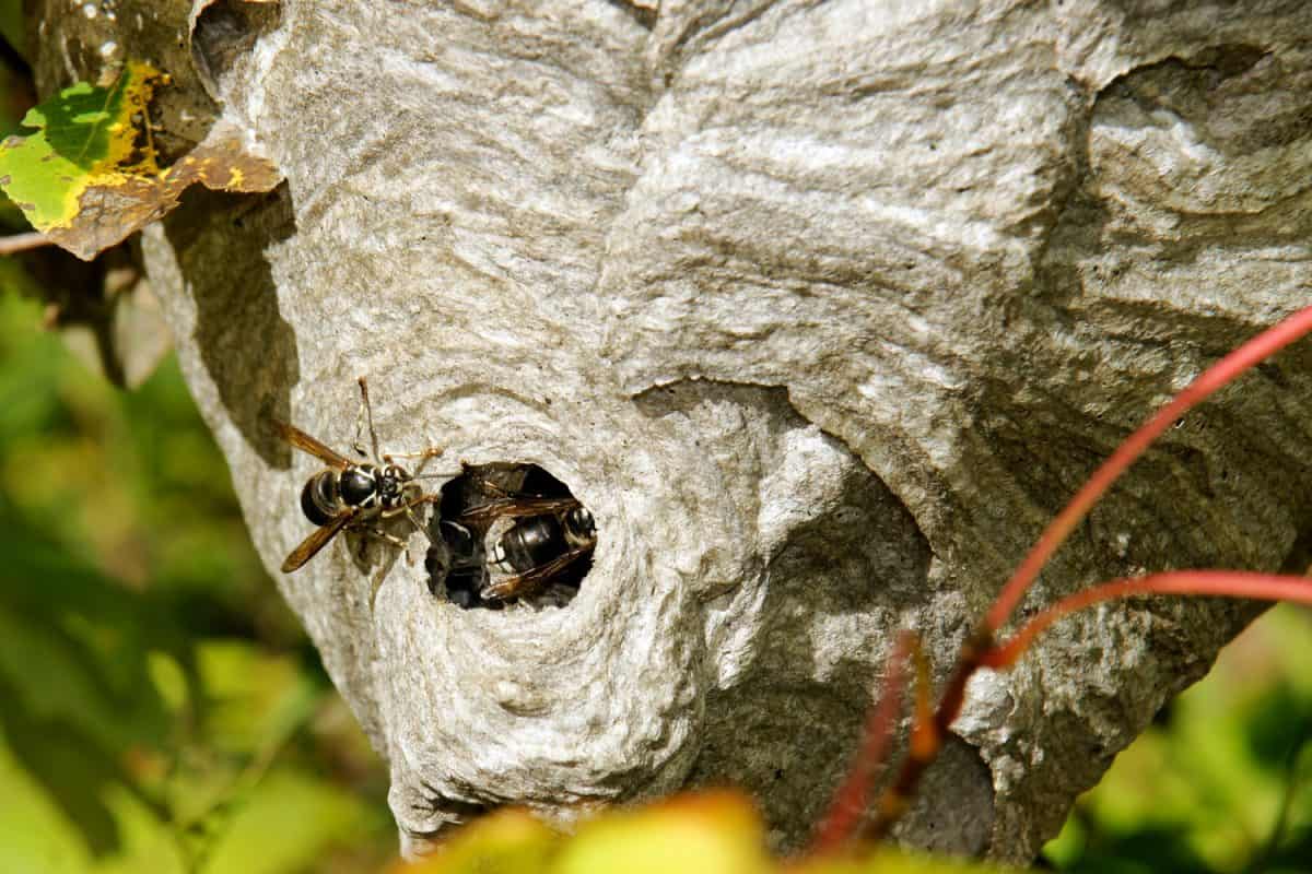 Bald-faced hornets or wasps, Dolichovespula maculata, going back in their paper nest half hidden amongst twigs and leaves.