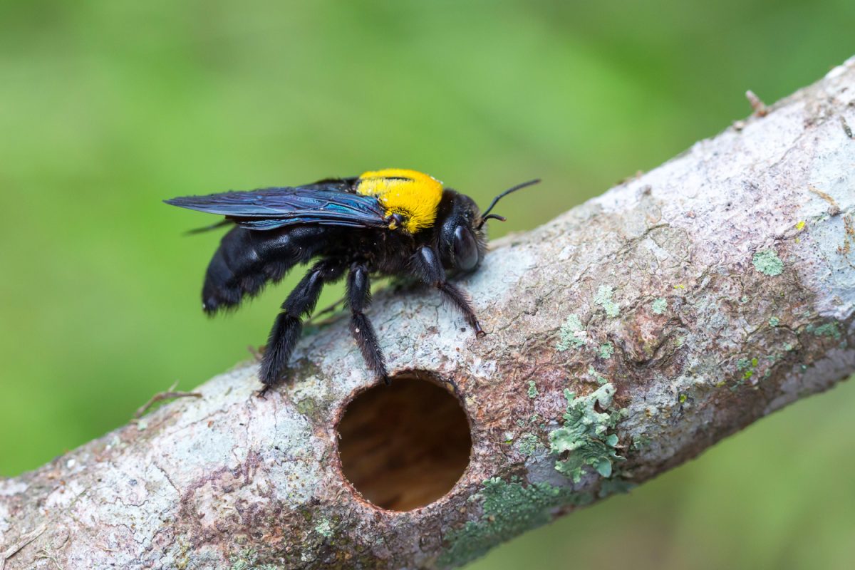 Bee, Tropical carpenter bee ( Xylocopa latipes ), Tropical carpenter bee rest on wooden fence
