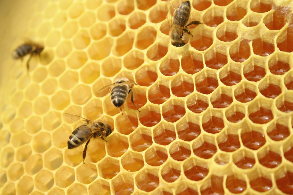 Bees on a honeycomb, inside the beehive
