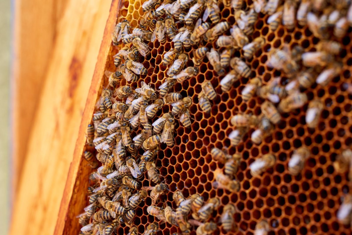Bees on frames inside the hive. Wooden frames inside the hive. Overlapping frames. Beekeeping. Bees on honeycombs. Eco apiary in nature
