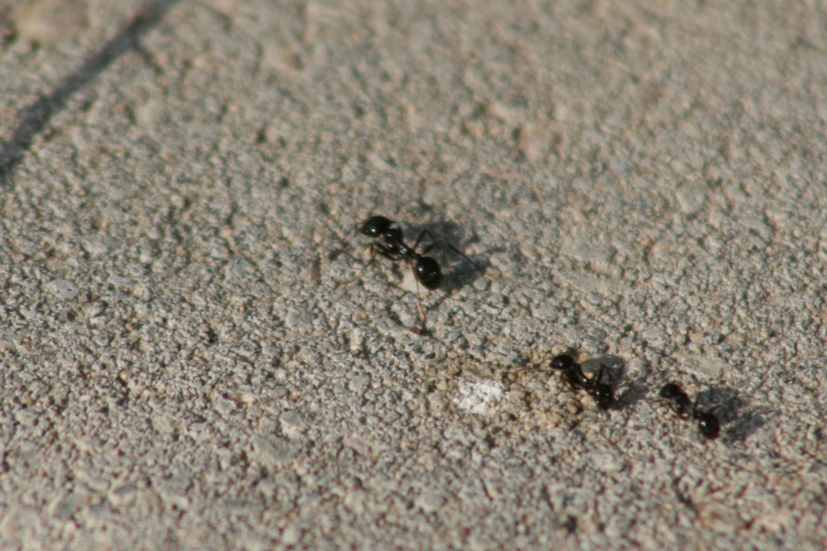 Black ants on concrete