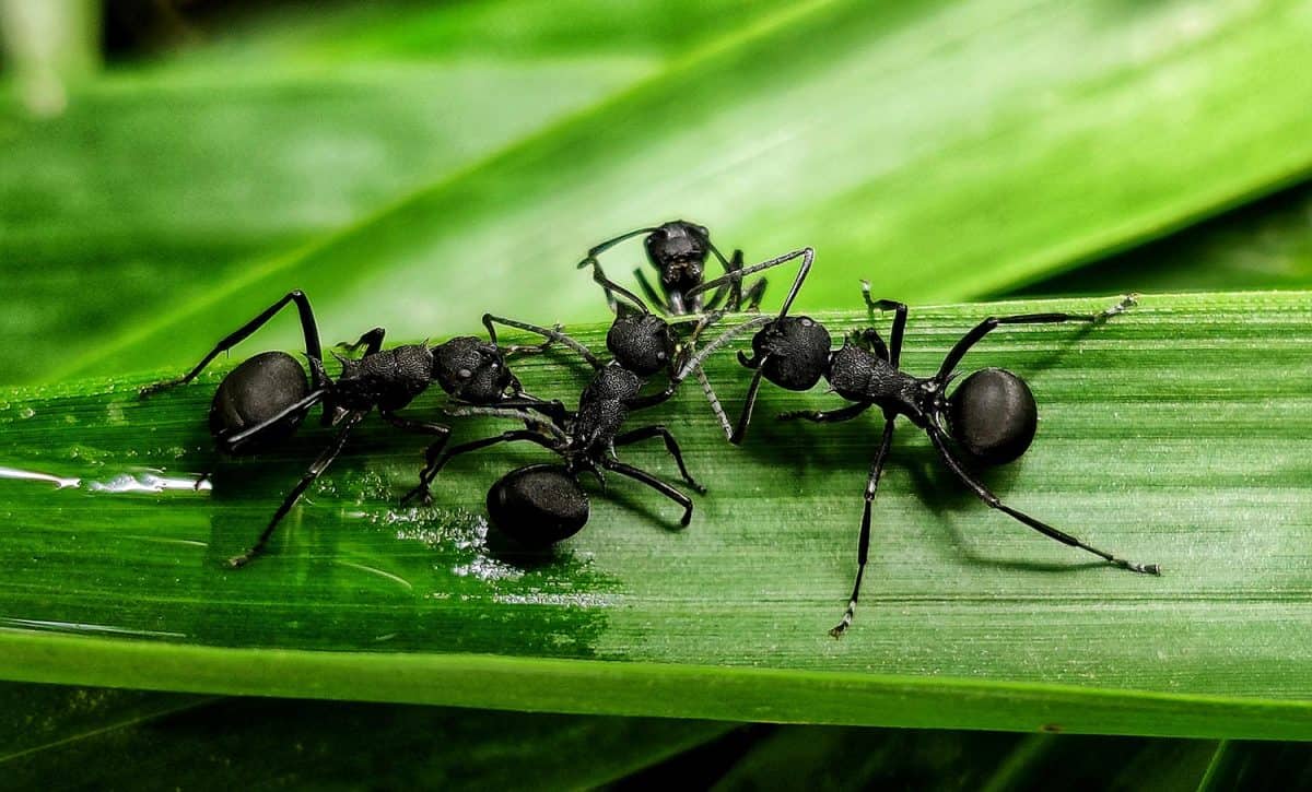 Black ants on green leaf