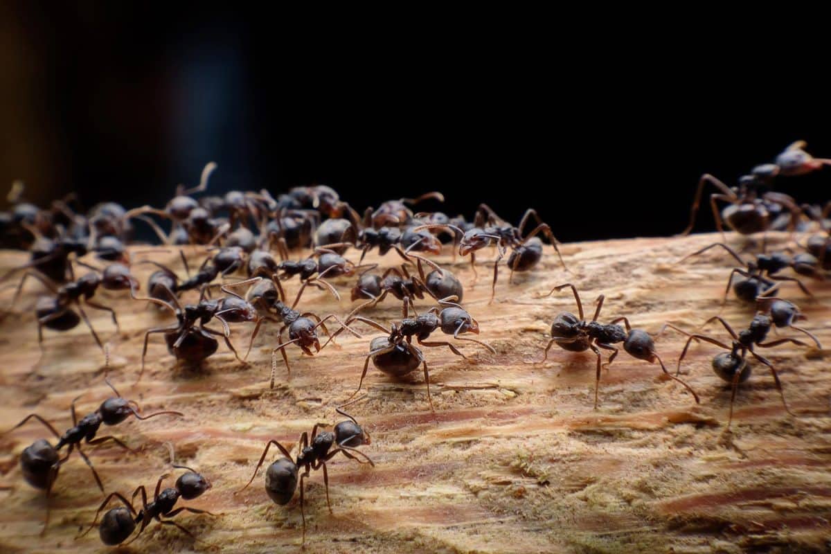 Black ants on wood