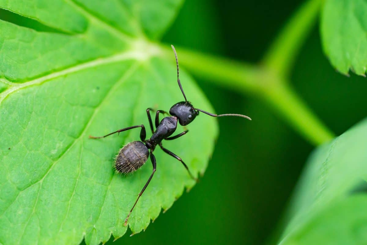 Black carpenter ant on leaf
