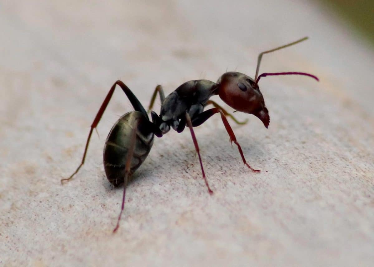 Black garden ant or common black ant on wood