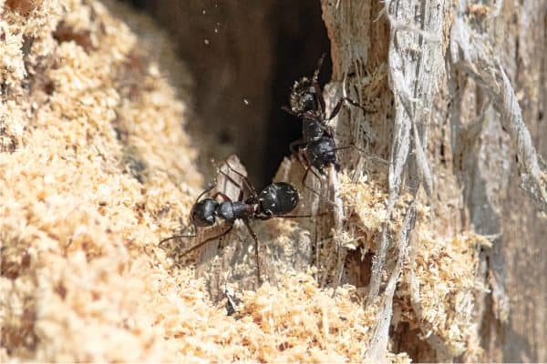Boreal Carpenter Ants constructing their nest in a tree
