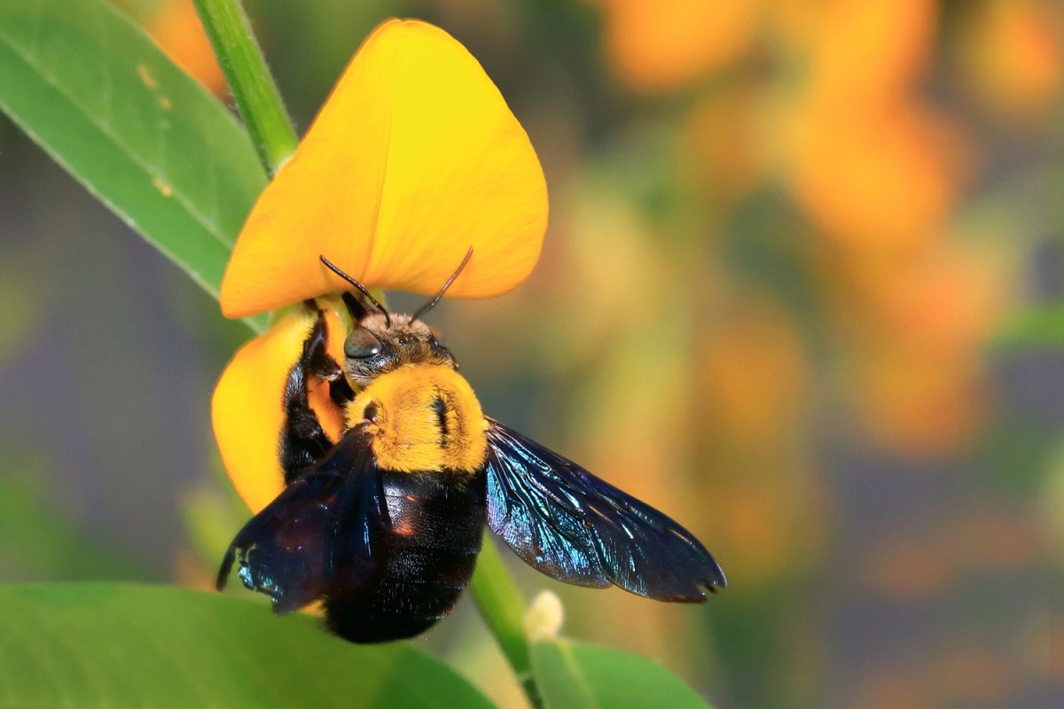 Bumblebees drink nectar and eat pollen.