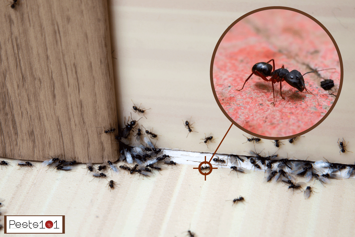 Ants in the house on the baseboards and wall angle, Can Black Ants Damage Your House?