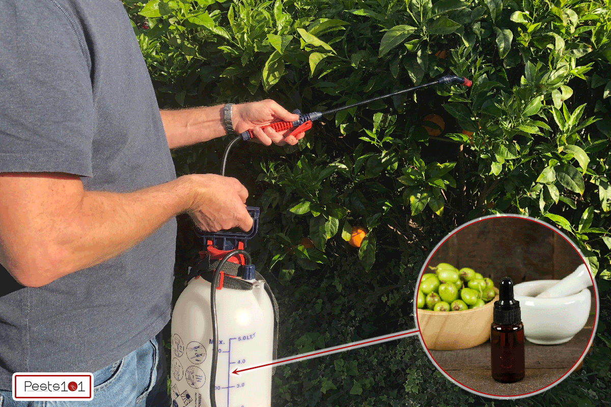 Man spraying an orange tree in his garden using Neem Oil which is an organic pesticide, Can Neem Oil Be Used Indoors?