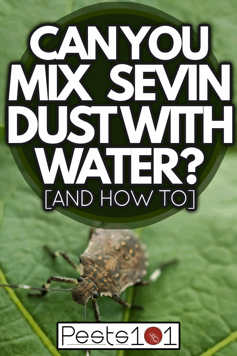 The brown marmorated stink bug is an insect in the family Pentatomidae, Can You Mix Sevin Dust With Water? [And How To]