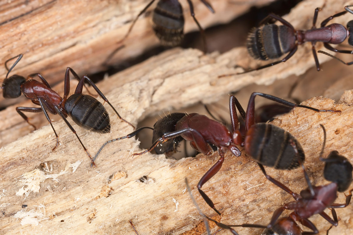 Carpenter ants doing some work on a wood