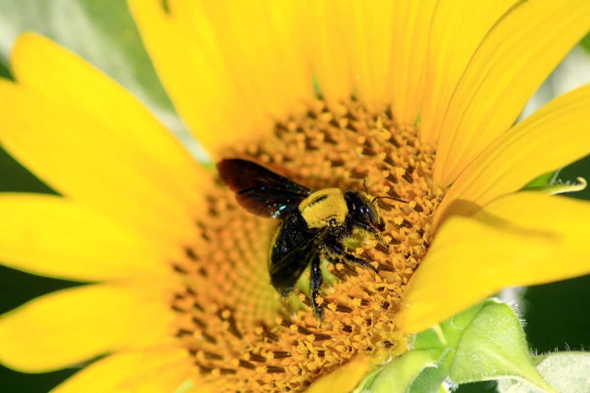 Carpenter bee on sunflower.
