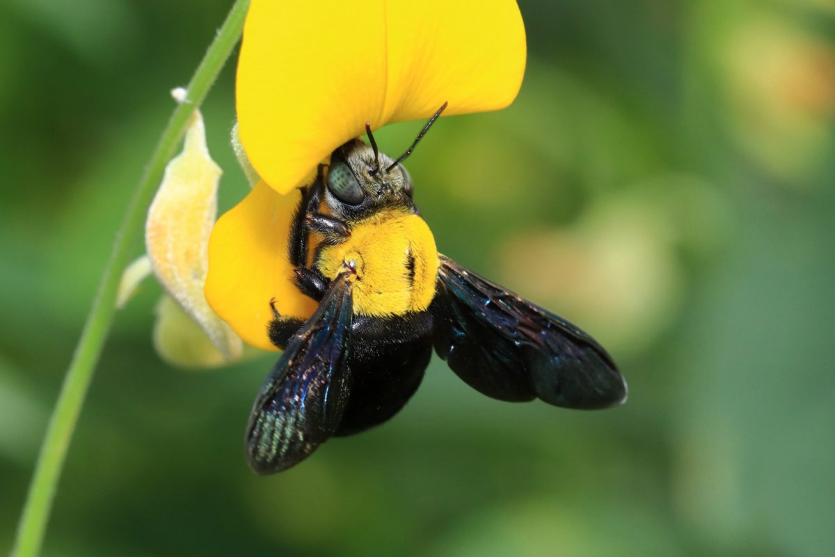 Carpenter bees feed on pollen and nectar.
