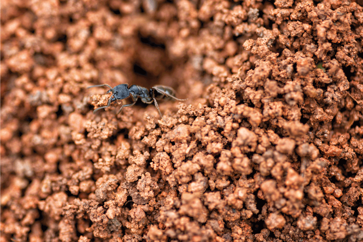 Close up Black ant nest in red soil. 6 Types Of Black Ants In The USA
