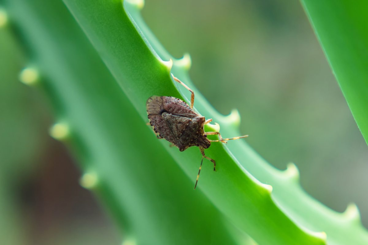 Close-up of a brown stink bug on a green aloe leaf. Selective focus
