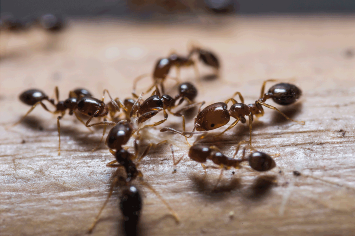 Close up of red imported fire ants (Solenopsis invicta) on top of plank of wood