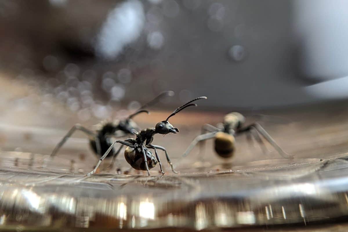Close up picture of small black ants, called Odorous House Ants,

