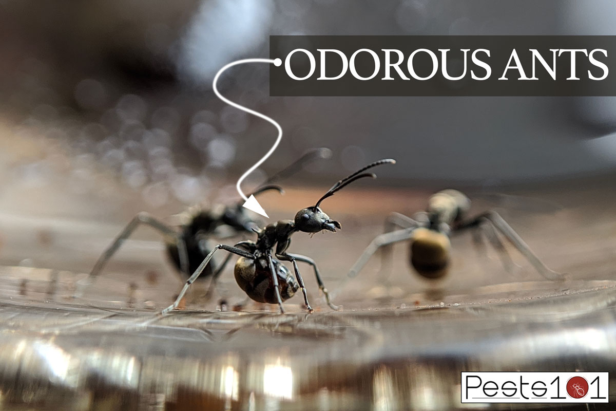 Close up picture of small black ants, called Odorous House Ants, What Ants Smell Like Nail Polish?