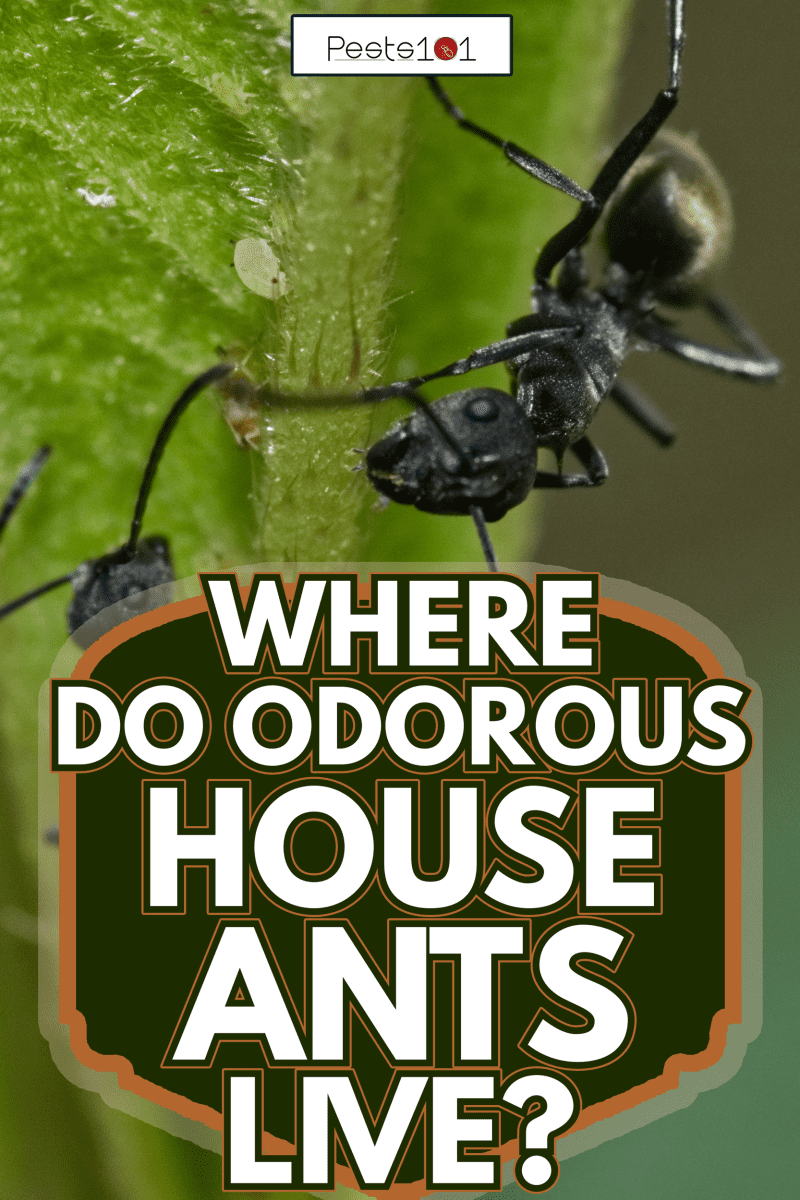 Close up picture of small black ants, called Odorous House Ants - Where Do Odorous House Ants Live