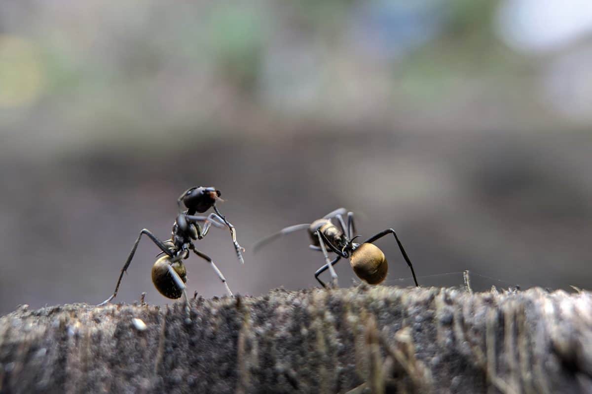 Close up picture of small black ants, called Odorous House Ants, insects, fauna, animals

