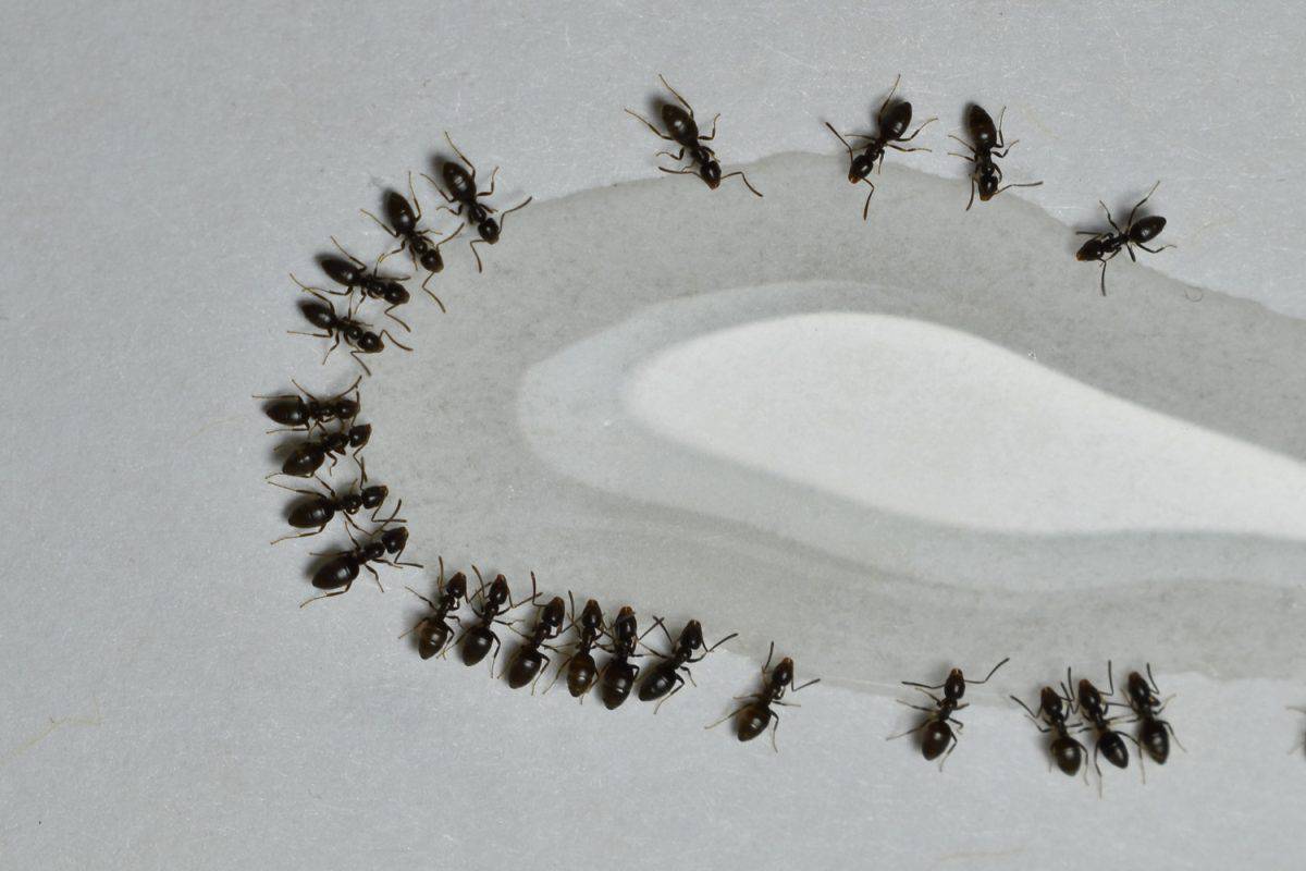Close up picture of small brown ants, called Odorous House Ants, eating poison.
