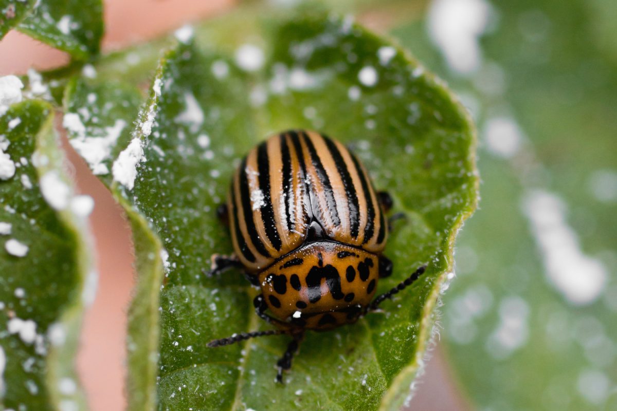Colorado Beetle commonly known as a potato bug on potato leaf sprinkled with diatomaceous earth
