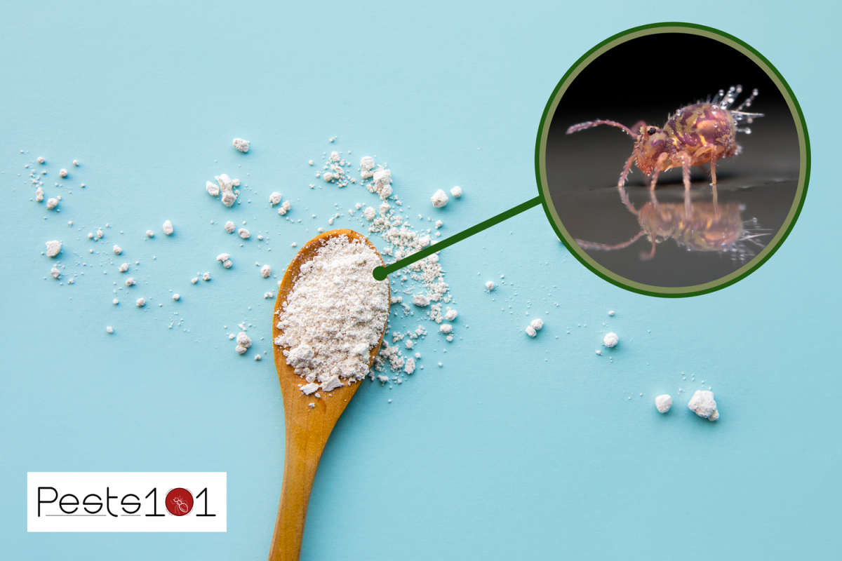 Diatomaceous earth also known as diatomite powder on wood spoon, good for human body detox concept. Top view - Does Diatomaceous Earth Kill Springtails