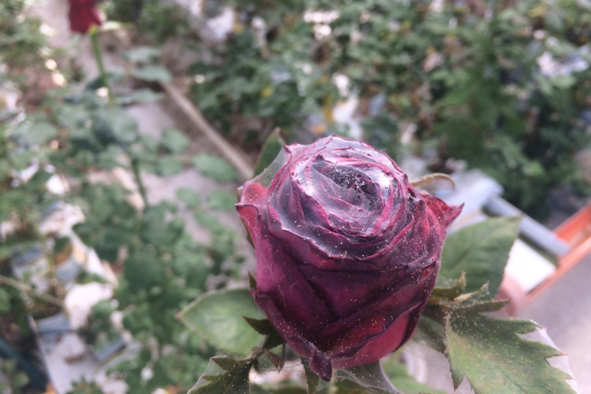 Damage to a rose by a spider mite
