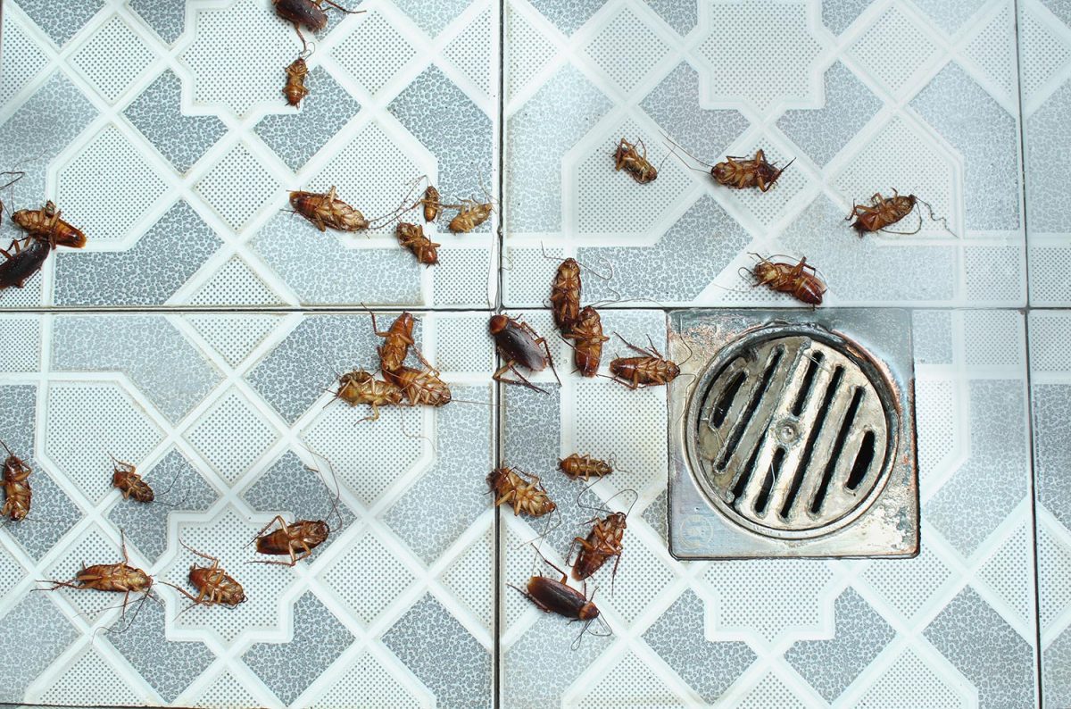 Dead cockroach colony in bathroom