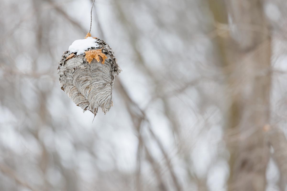 Deserted hornet or wasp nest dangling from a tree branch in winter