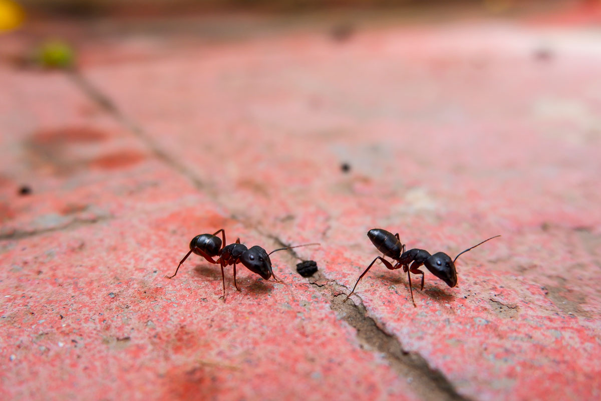 Detailed photo of black ants crawling on red concrete