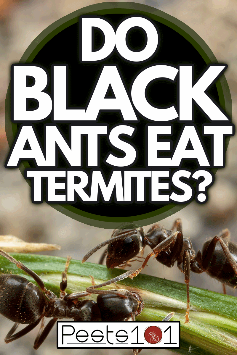 close-up photo of a black Garden Ant, Do Black Ants Eat Termites?