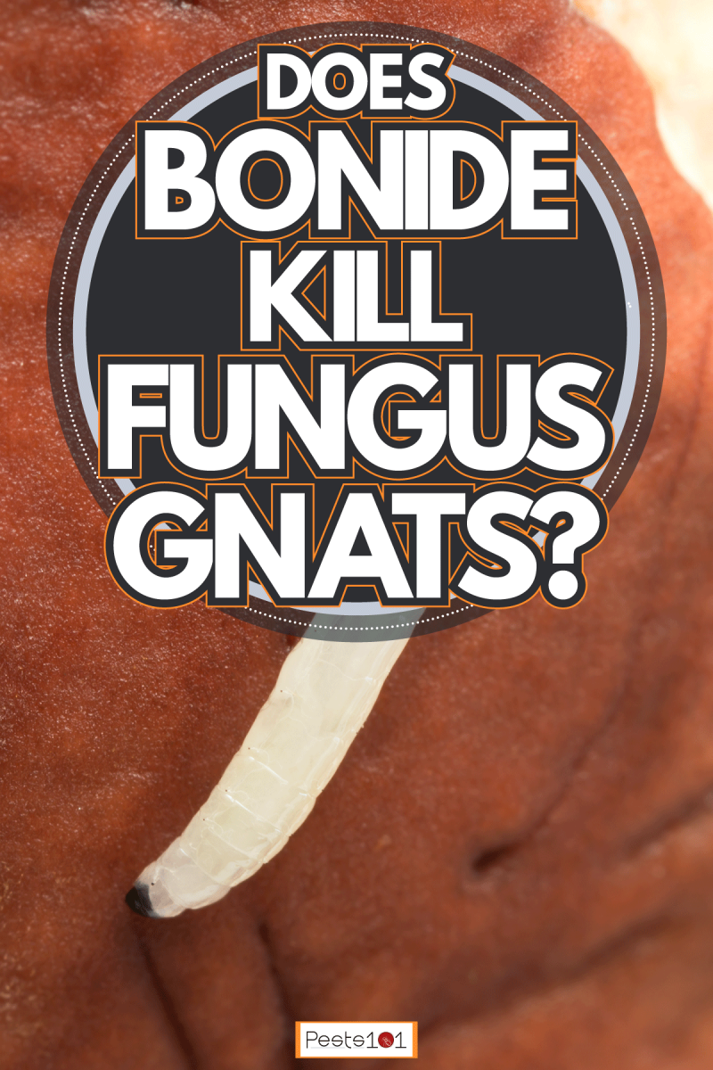 One white fungus, Does Bonide Kill Fungus Gnats?