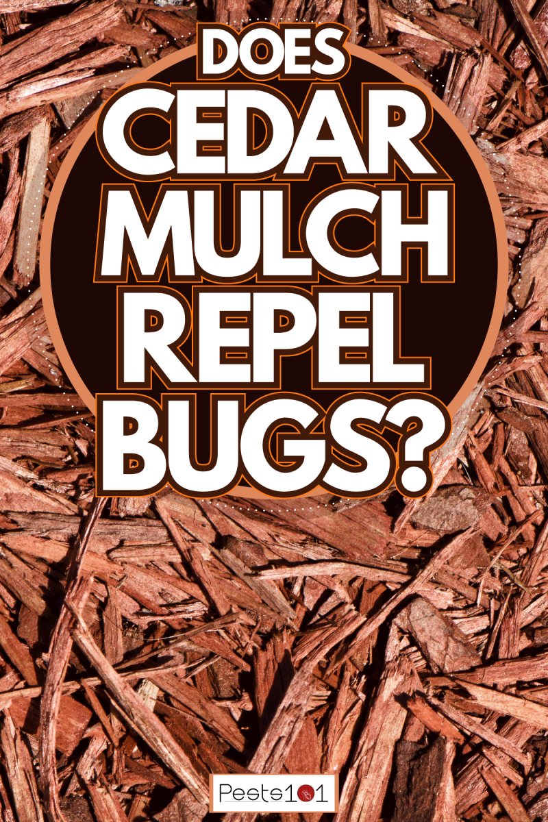 A small stockpile of Cedar mulch, Does Cedar Mulch Repel Bugs?