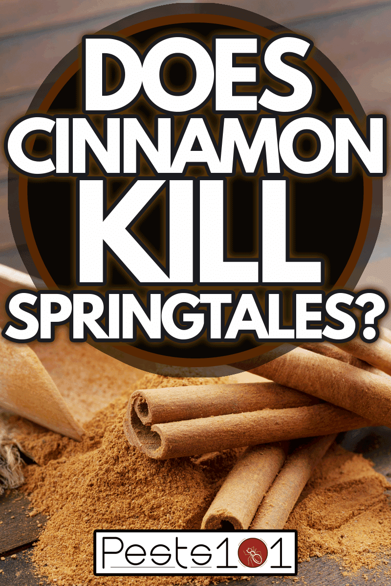 Cinnamon sticks and cinnamon powder in wooden scoop, Does Cinnamon Kill Springtails?