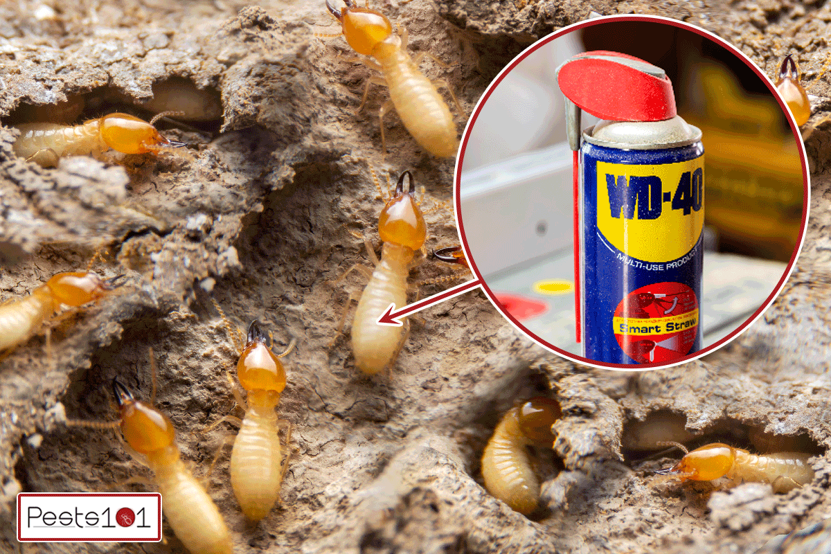A group of the small termite on decaying timber, Does WD40 Kill Termites?