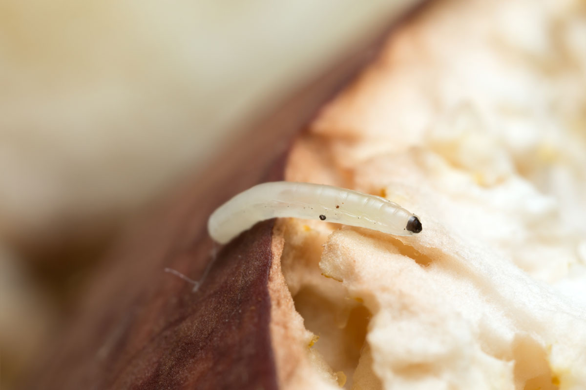 Fungus gnat larva, Mycetophilidae on boletus mushroom