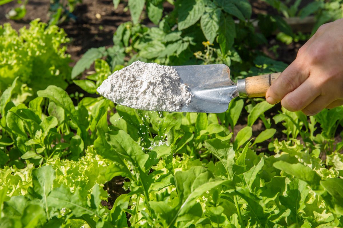 Gardener white sprinkle Diatomaceous earth( Kieselgur) powder for non-toxic organic insect repellent on salad in vegetable garden, dehydrating insects.
