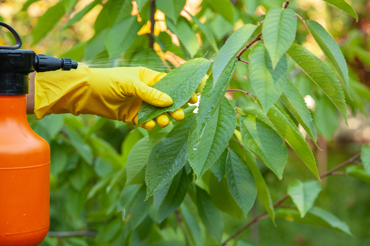Gardener spraying pesticide to a leaf