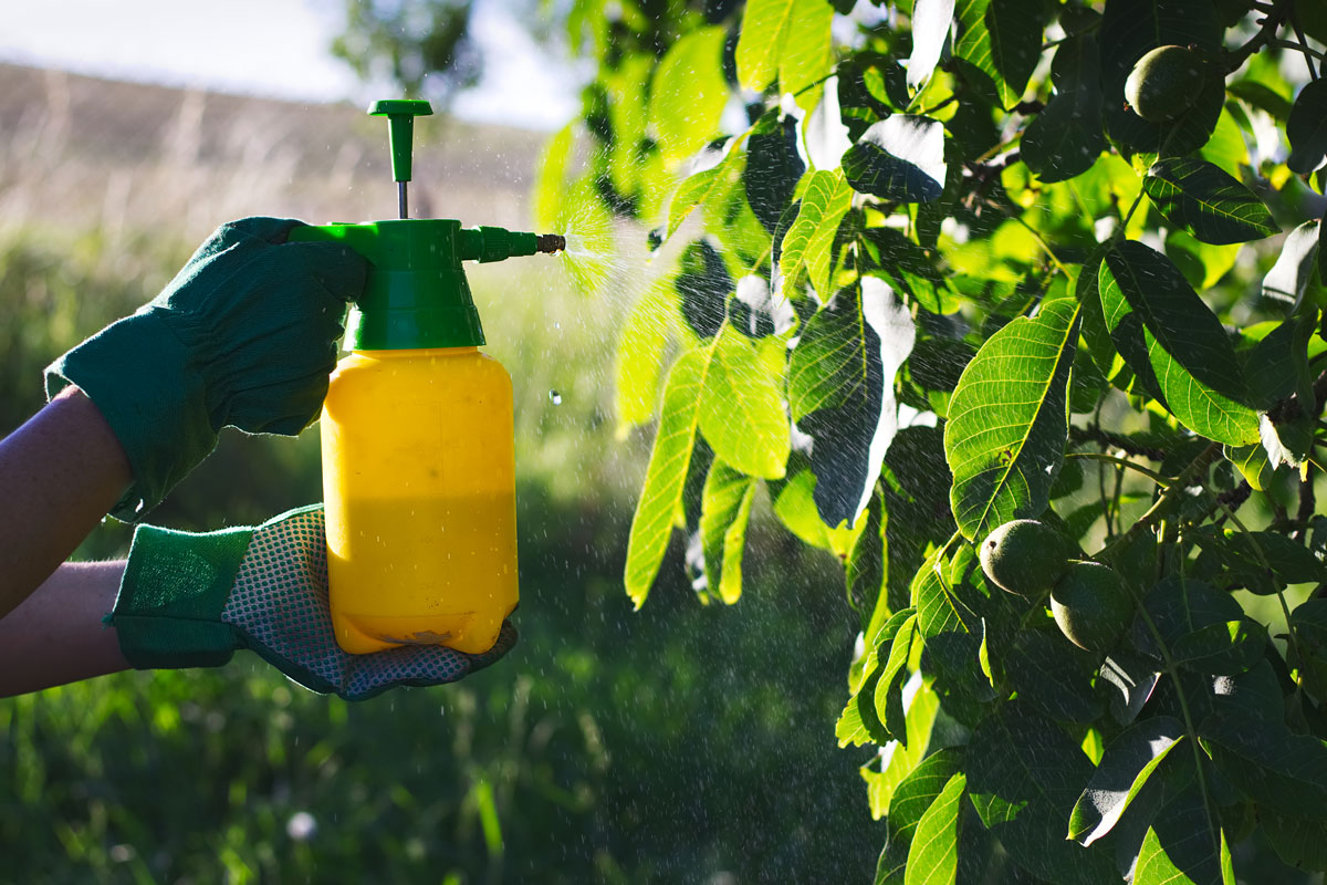 Gardener spraying pesticide to a small tree