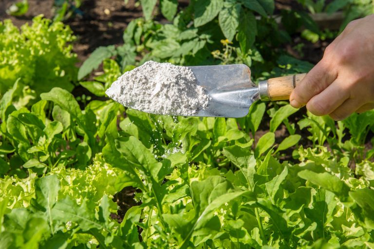 Gardener sprinkle Diatomaceous earth( Kieselgur) powder for non-toxic organic insect repellent on salad in vegetable garden, dehydrating insects, Does Diatomaceous Earth Kill Indian Meal Moths?