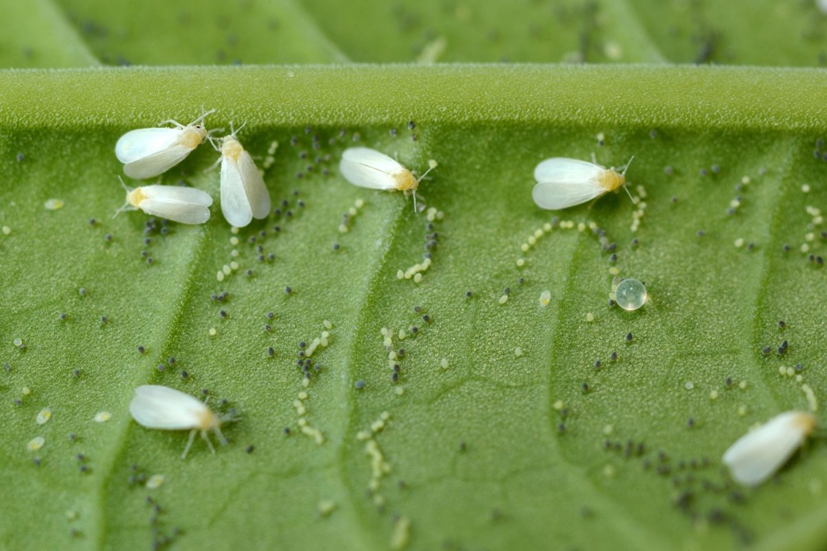 Greenhouse whitefly - Trialeurodes vaporariorum
