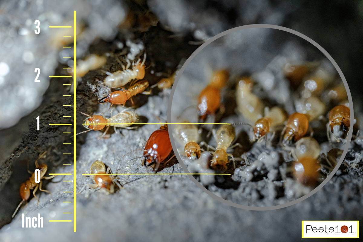 Huge Subterranean termites photographed inside their nest, How Big Are Subterranean Termites?