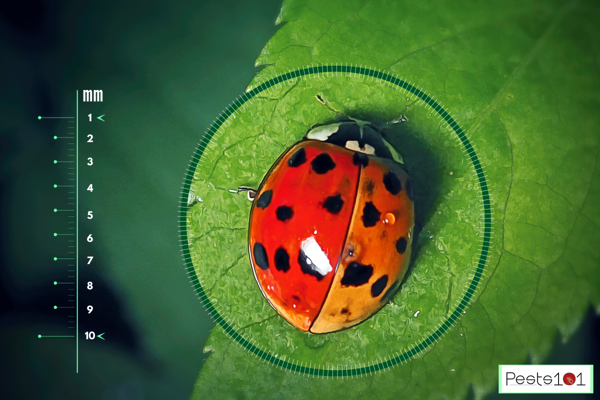 A shiny back of a ladybug on a leaf, How Big Can Ladybugs [Lady Beetles] Get?