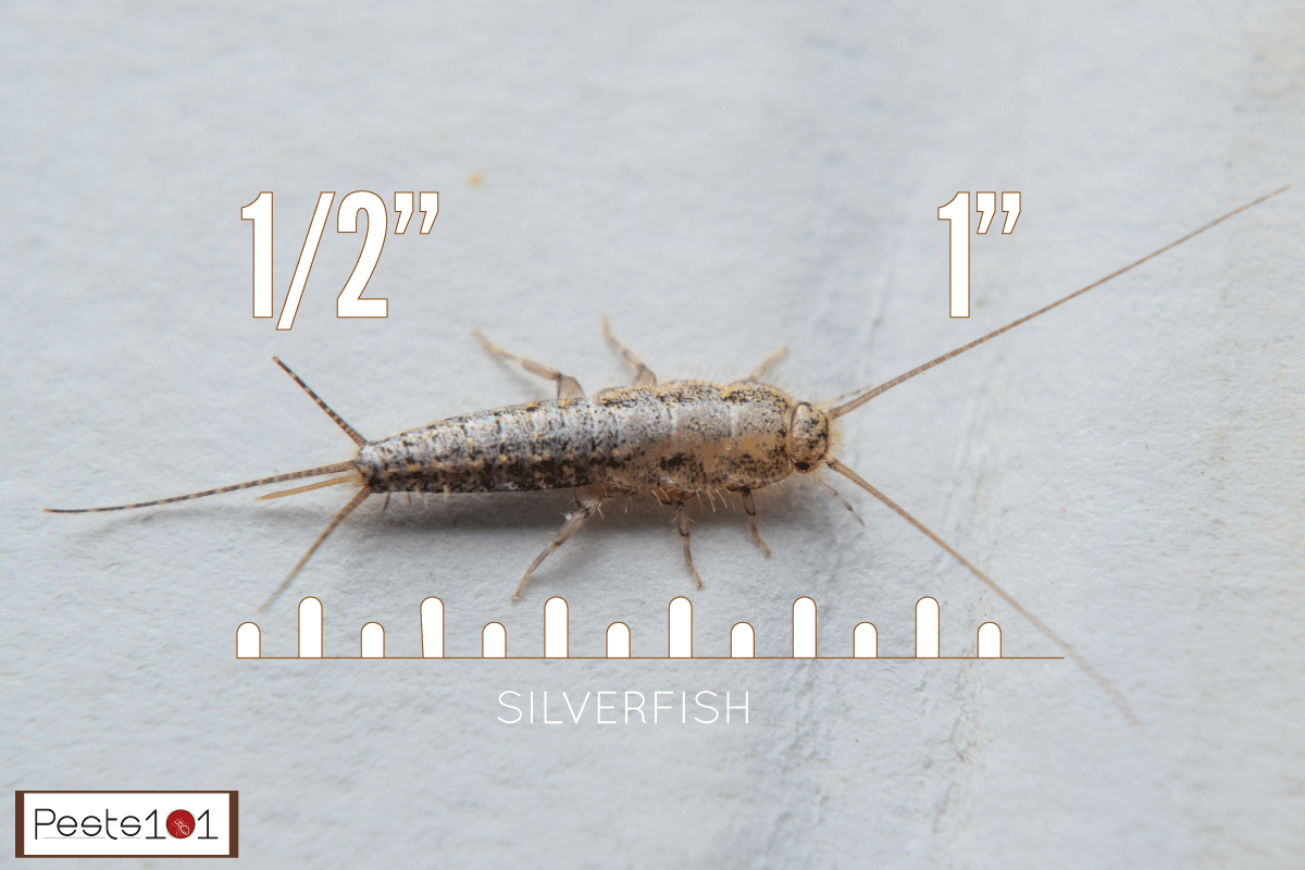 Insect feeding on paper - silverfish. Pest books and newspapers, How Big Can Silverfish Get?