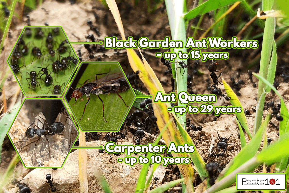 A black ant nest built in farmland, How Long Do Black Ants Live?