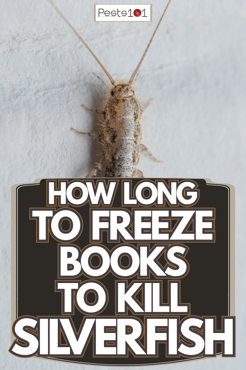 Up close photo of a silverfish, How Long To Freeze Books To Kill Silverfish